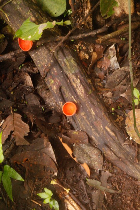 Corcovado Forest Hike-3973