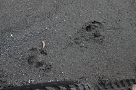 Corcovado Forest Hike-4001