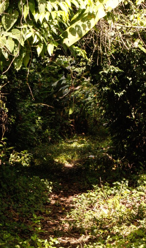 Corcovado Forest Hike-4011