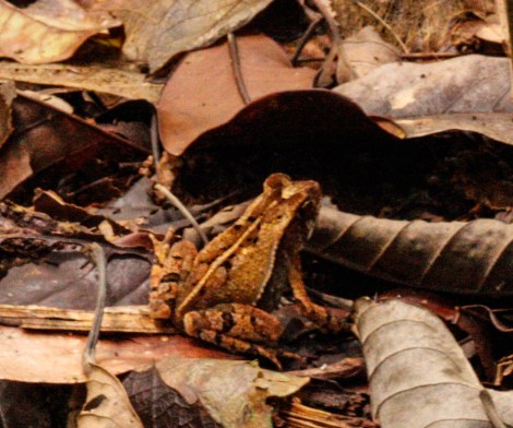 Corcovado Forest Hike-4027