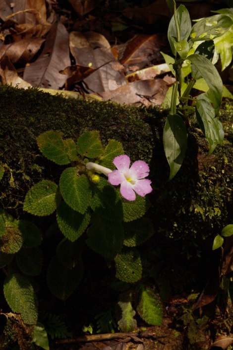 Corcovado Forest Hike-4033
