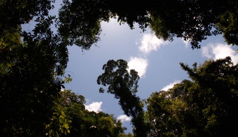 Corcovado Forest Hike-4080