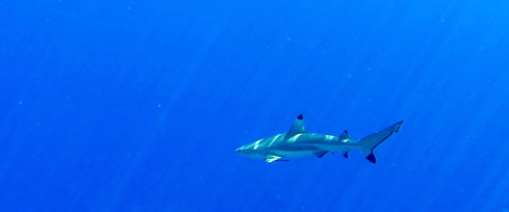 Screen Shot 2018-09-20 at 11.40.23 AM